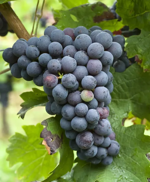 Grappe de Cabernet franc sur le cep