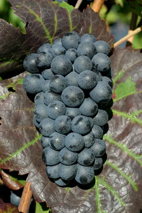 Grappe de Gamay noir sur le cep