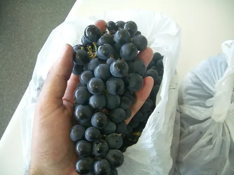 Grappe de Malbec (Côt) sur le cep