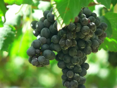 Grappes de Syrah sur le cep