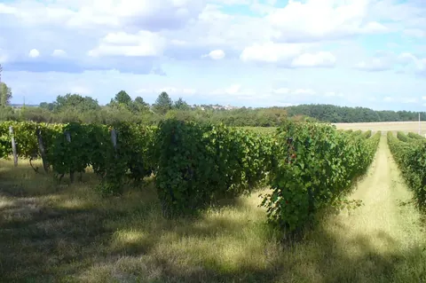 Vignes sur les terrasses de la Haute-Garonne