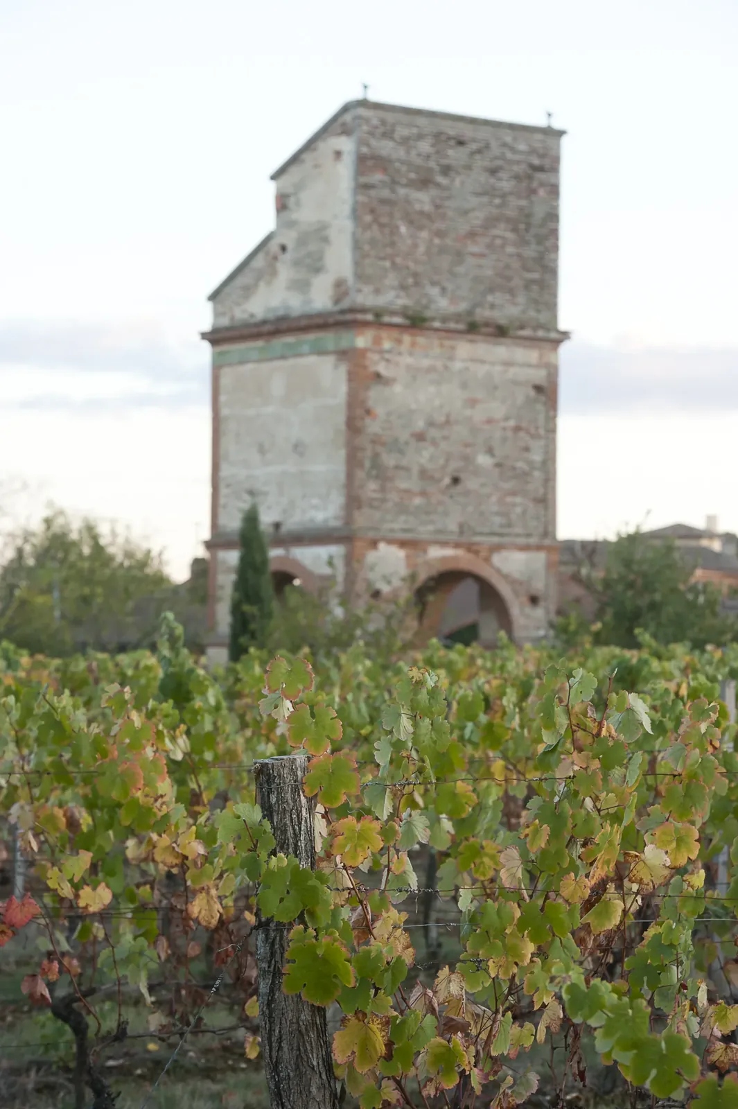 Vue du vignoble de l'AOC Fronton